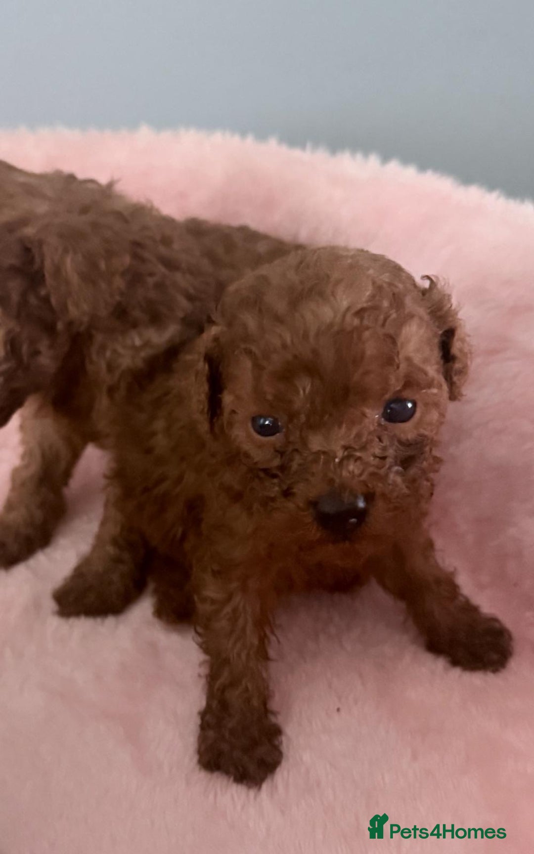 Toy Poodle dogs for sale: Toy Poodle - Advert 15
