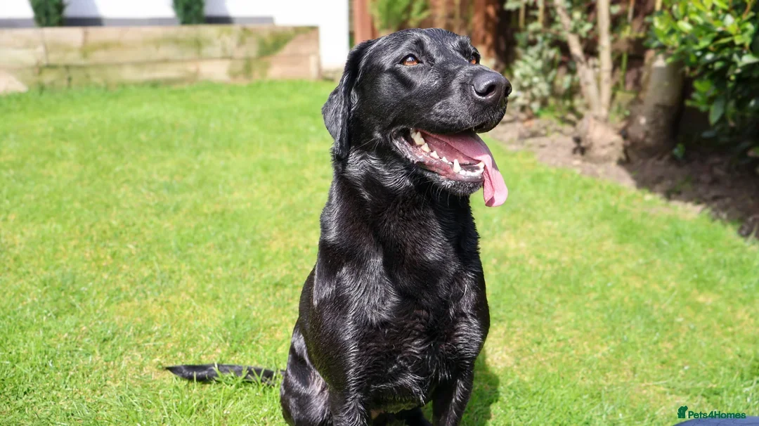 Labrador Retriever dogs for sale: Exceptional KC Reg Labradors – Black & Fox Red - Image 10