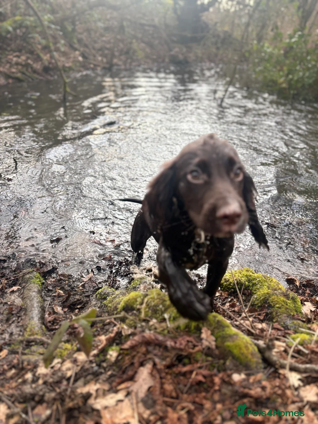 Cocker Spaniel dogs for sale: Bear  in London - Advert 4