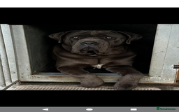 Cane Corso dogs for sale: Cane corso puppies.. - Image 31
