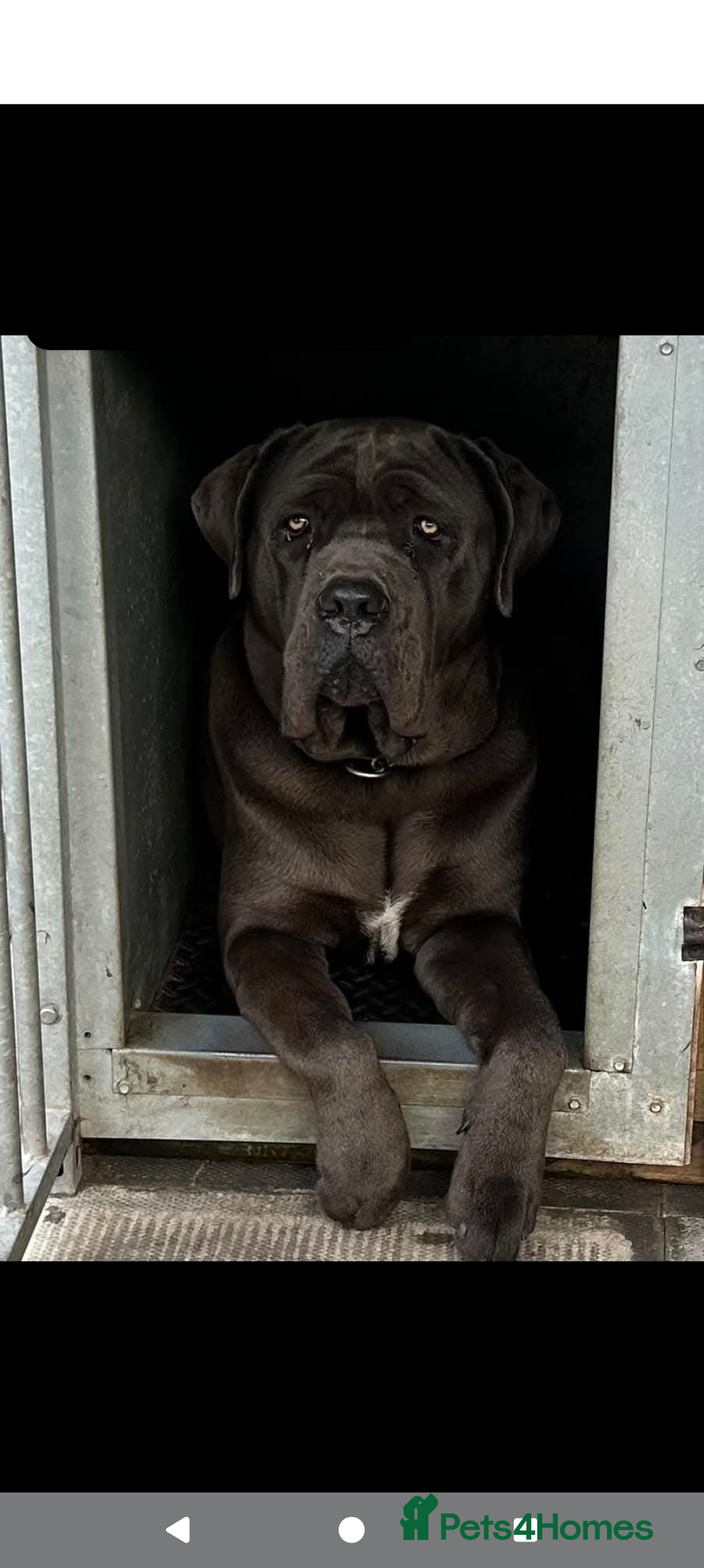 Cane Corso dogs for sale: Cane corso puppies.. - Image 31
