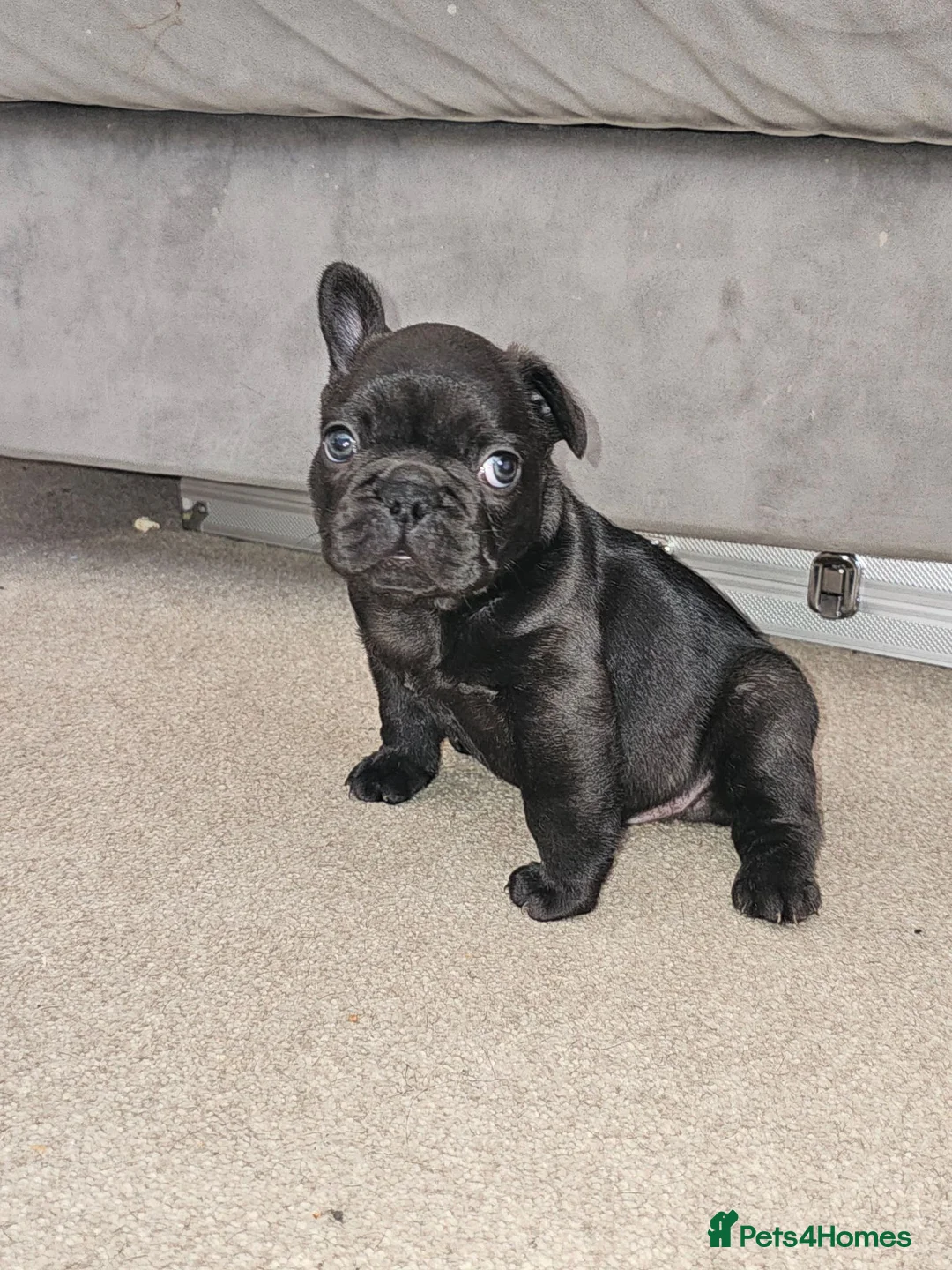 French Bulldog dogs for sale: Daisy and Rolf in Rugby - Advert 2