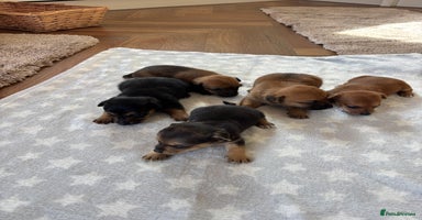 Mixed Breed dogs - Advert 12