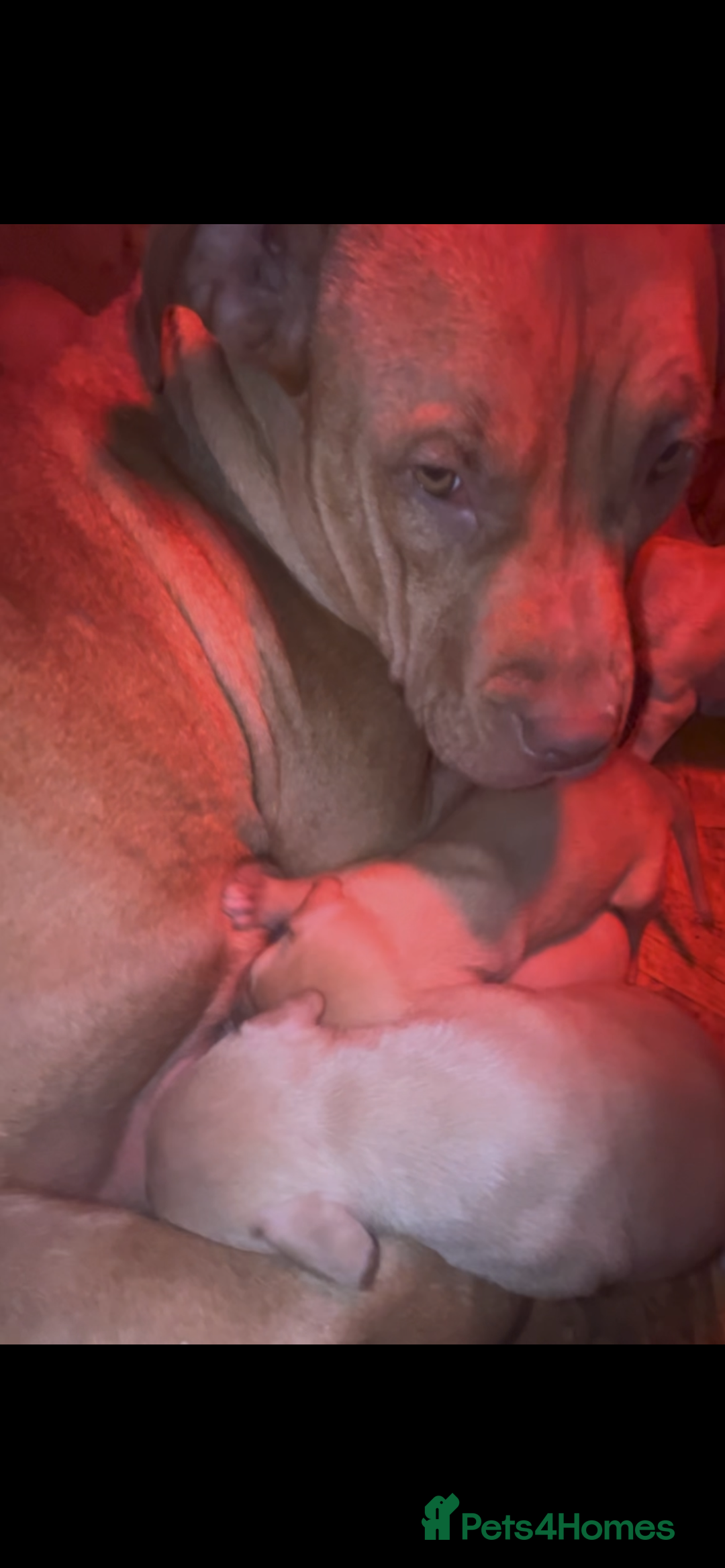 American Bull Staffy dogs for sale: Amazing Girl.  - Advert 3