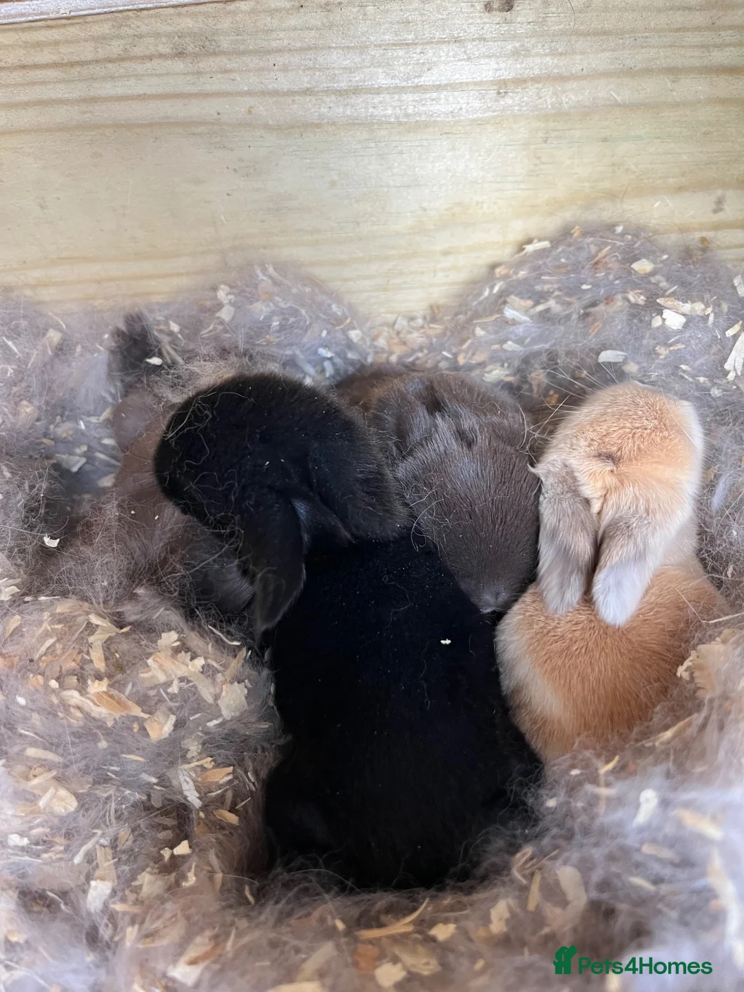 Mini Lop rabbits for sale: Mini lop bunnies  - Advert 10