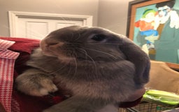 Mini Lop rabbits for sale: Mini Lop Boy - Image 2