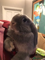 Mini Lop rabbits - Advert 3