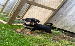 Australian Kelpie dogs for sale: Kelpie pups - Image 11