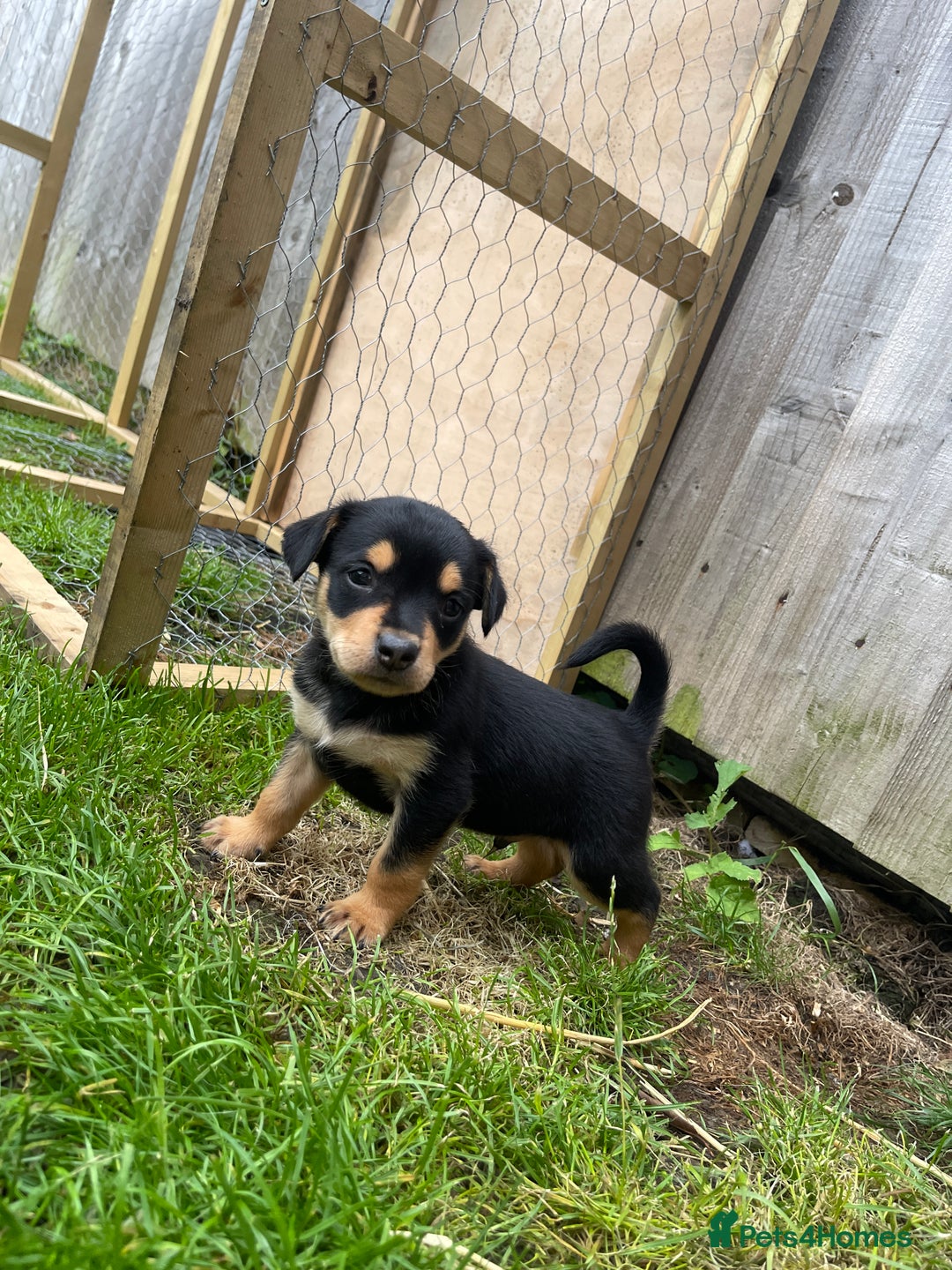 Australian Kelpie dogs for sale: Kelpie pups - Image 11