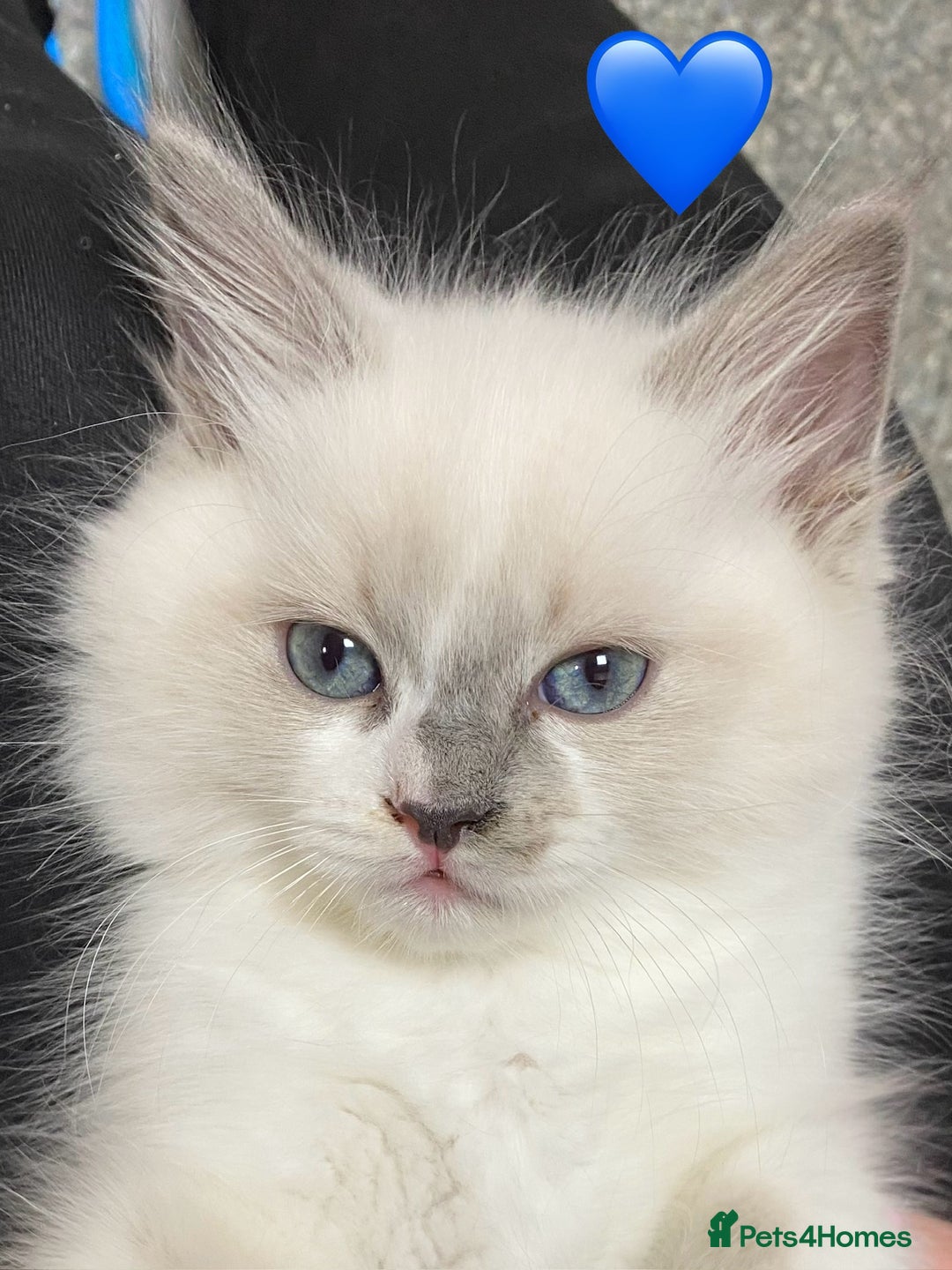 Ragdoll cats for sale: Ragdoll kittens one girl available  - Image 22