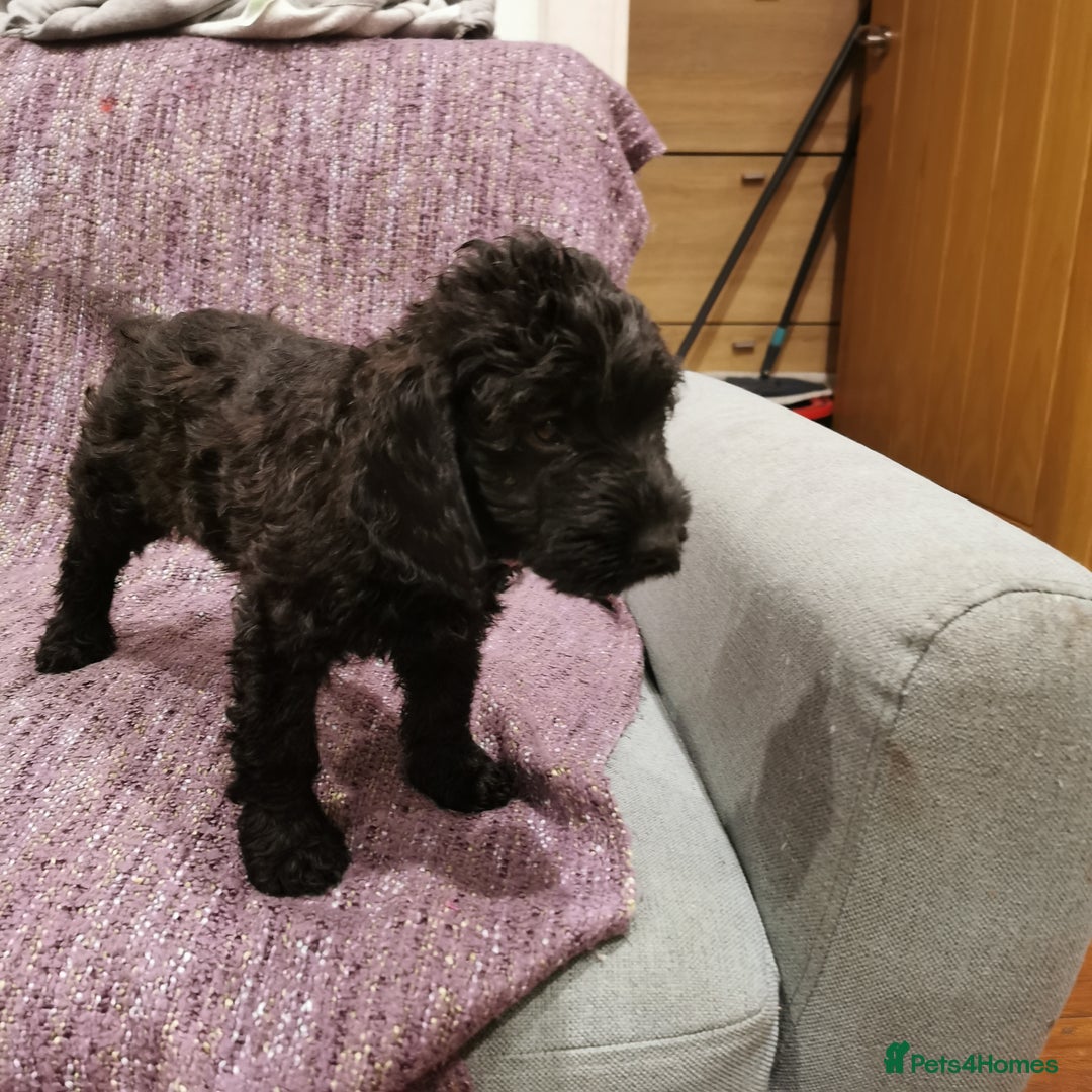 Cockapoo dogs for sale: F1 COCKAPOO PUPPIES FOR SALE  - Image 2