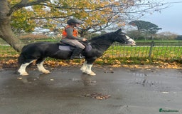 Irish Cob horses for sale: Heavy Blangdon traditional cob mare  - Advert 2