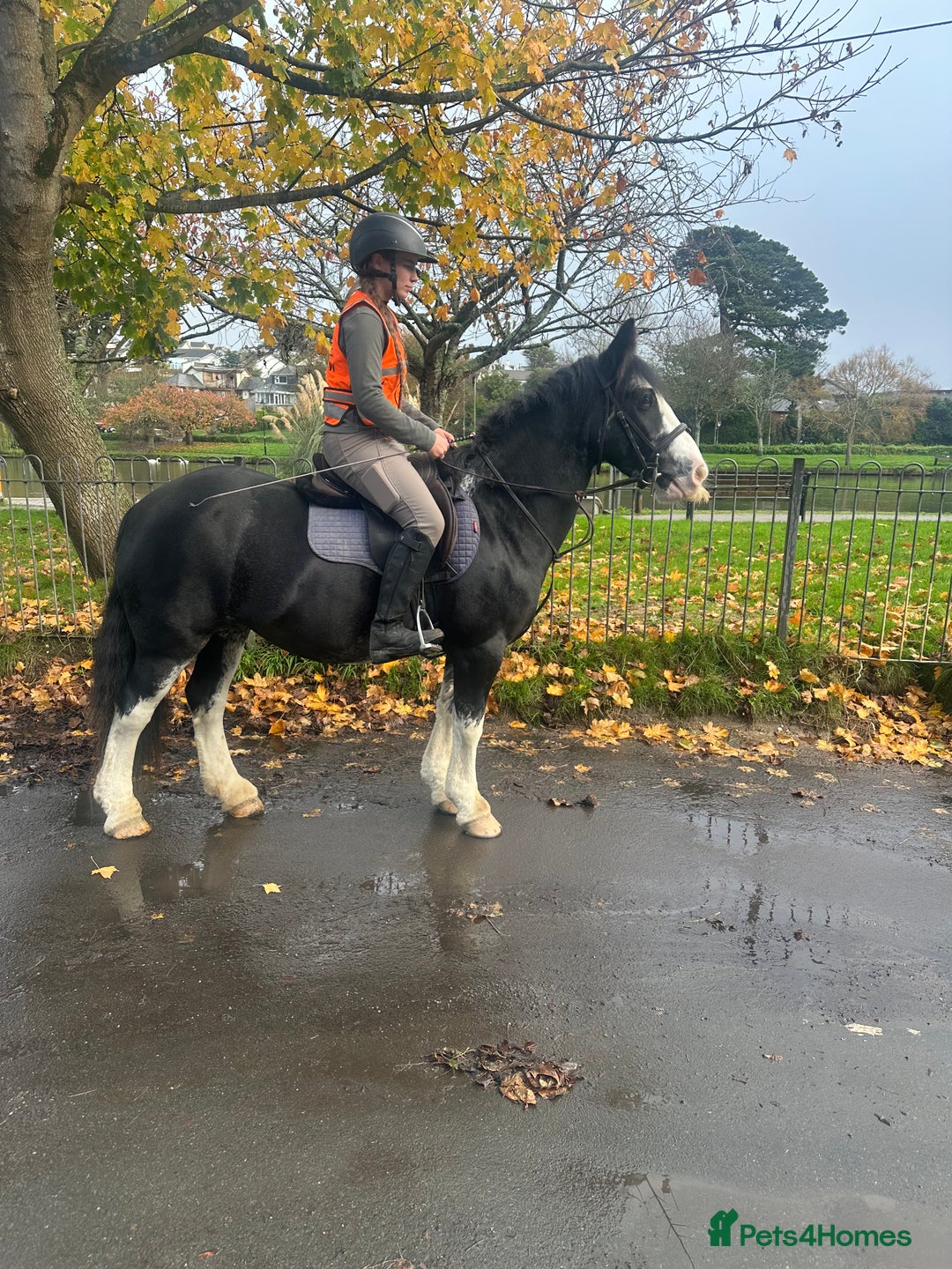 Irish Cob horses for sale: Heavy Blangdon traditional cob mare  - Advert 2