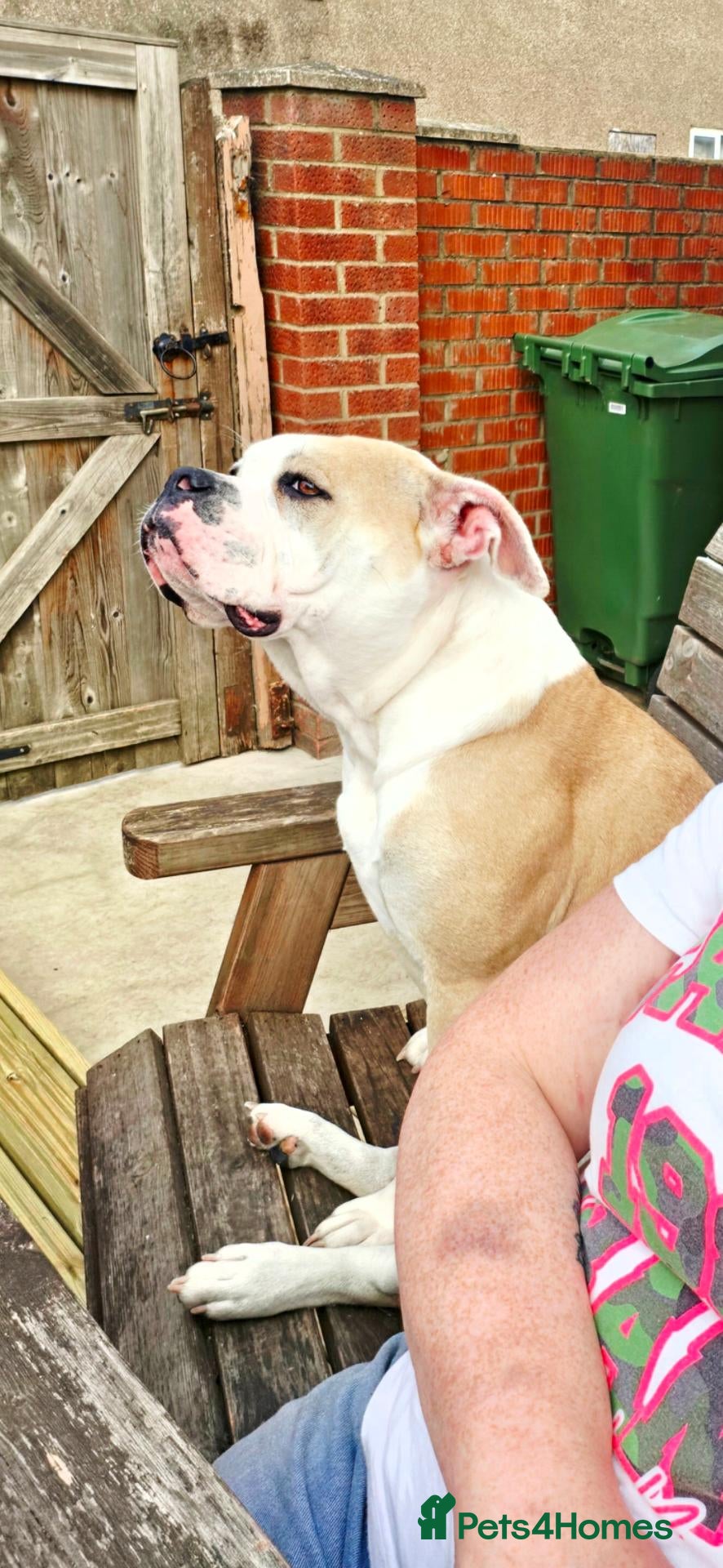 Alapaha Blue Blood Bulldog dogs Beautiful, 18 month Alapaha, pure breed  - Advert 18