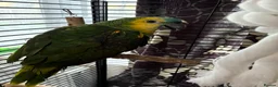Parrots birds for sale: Blue fronted Amazon young - Advert 2