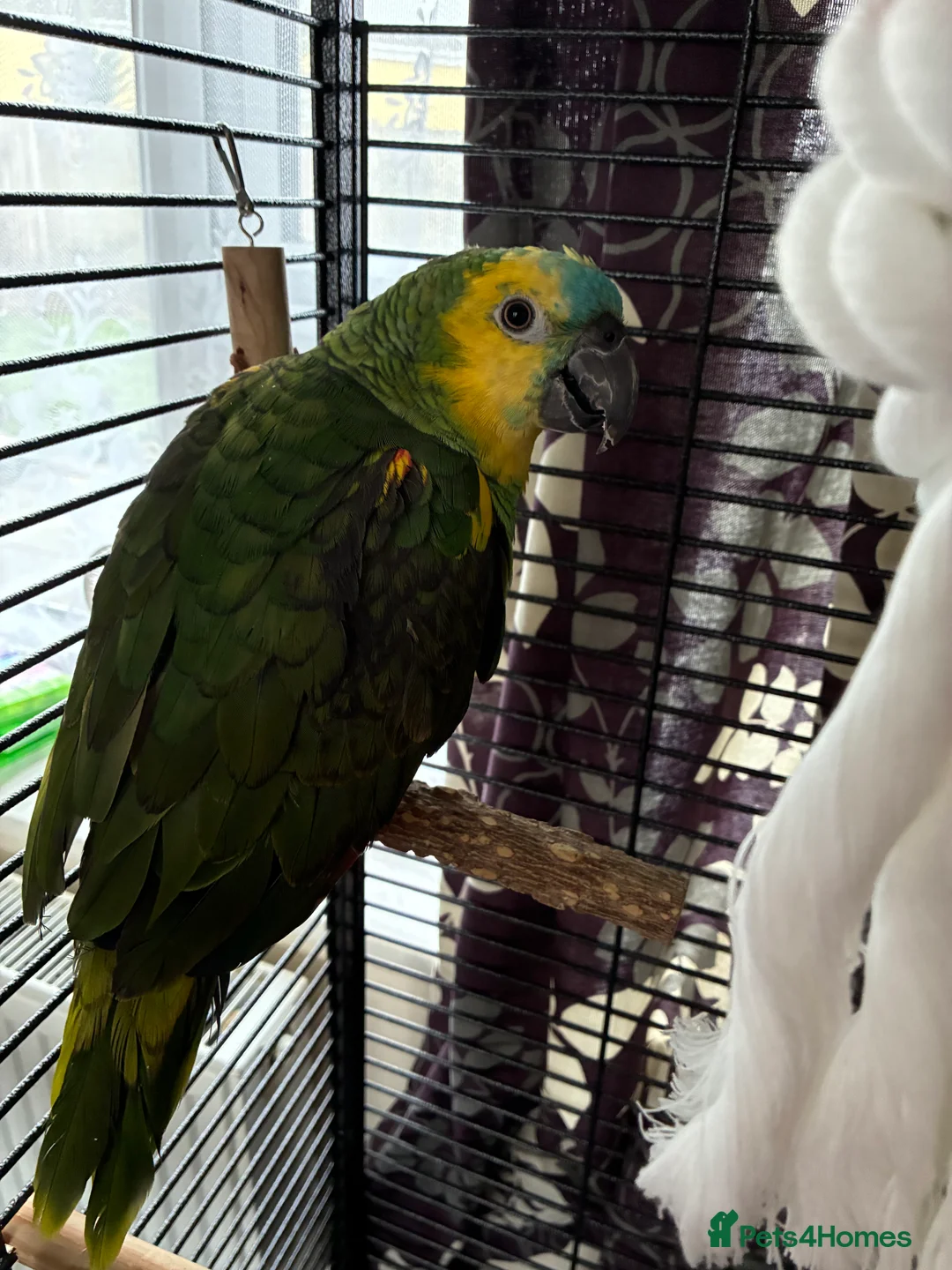 Parrots birds for sale: Blue fronted Amazon young - Advert 2