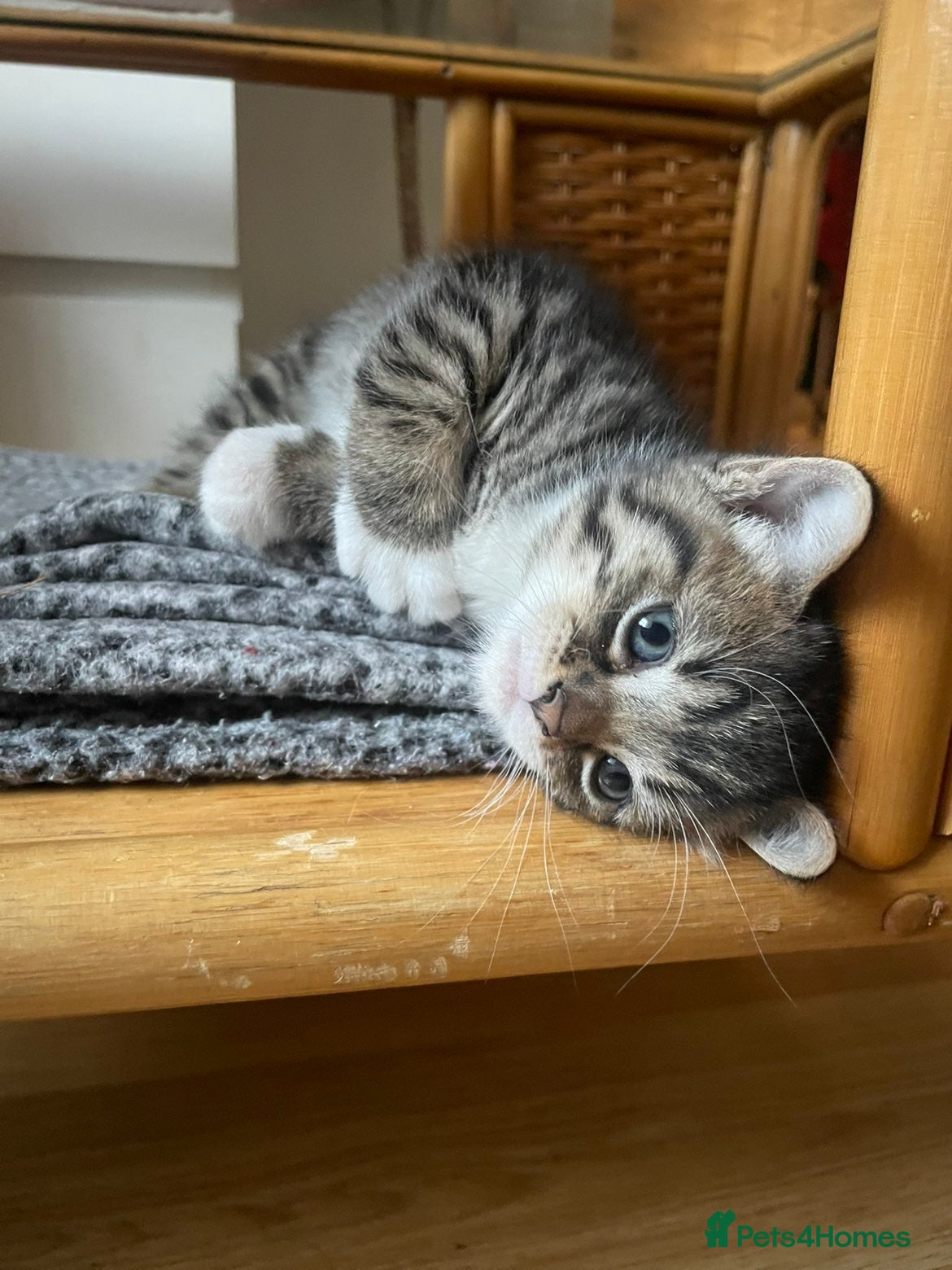 Mixed Breed cats for sale: Sweet kitty for sale 🩷🩷🩷 - Advert 6