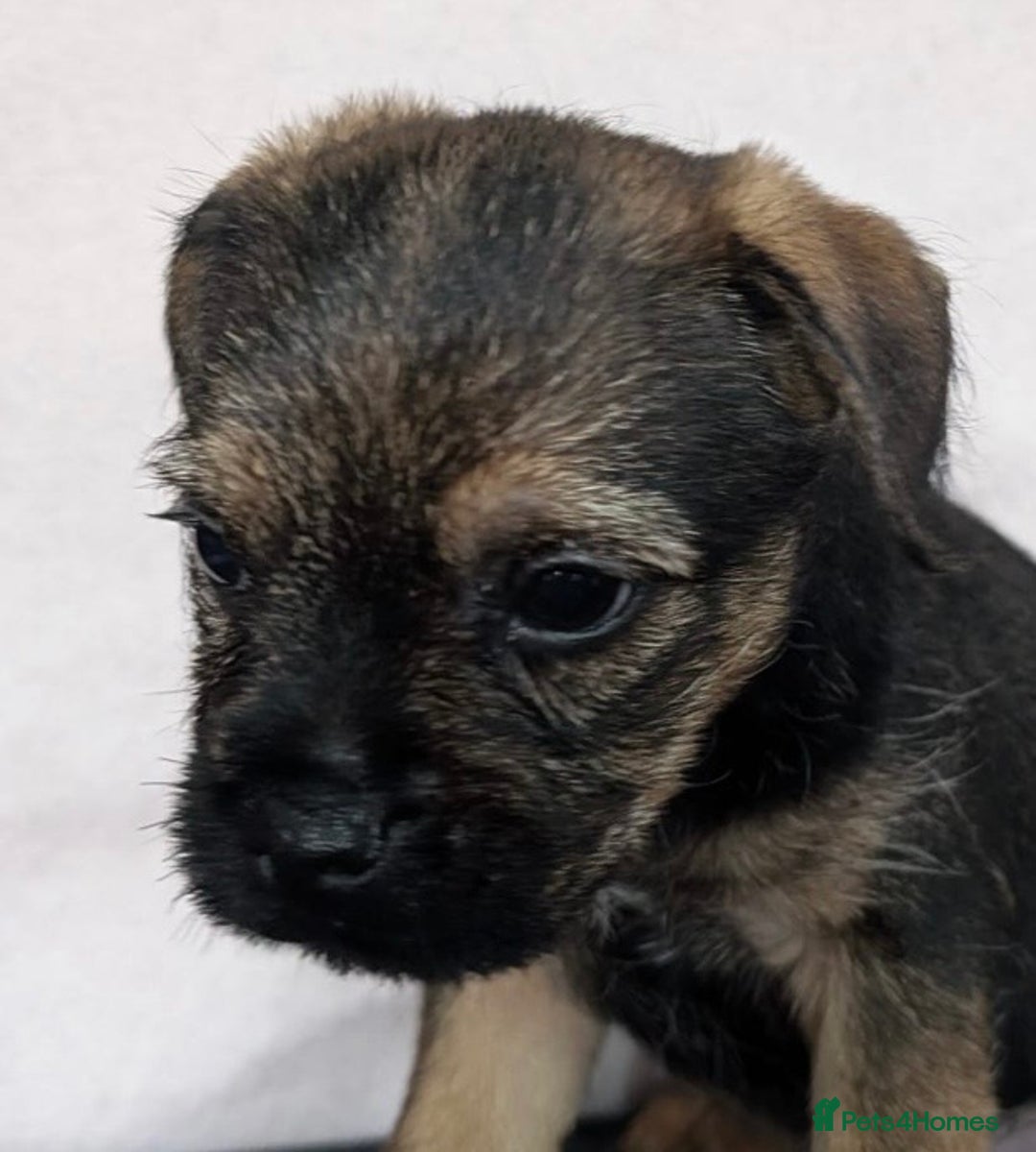 Border Terrier dogs for sale: Border Terrier pups - Advert 4