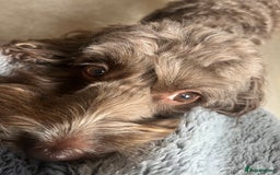 Cockapoo dogs for sale: 7 year old male cockapoo needs a new home  - Image 4