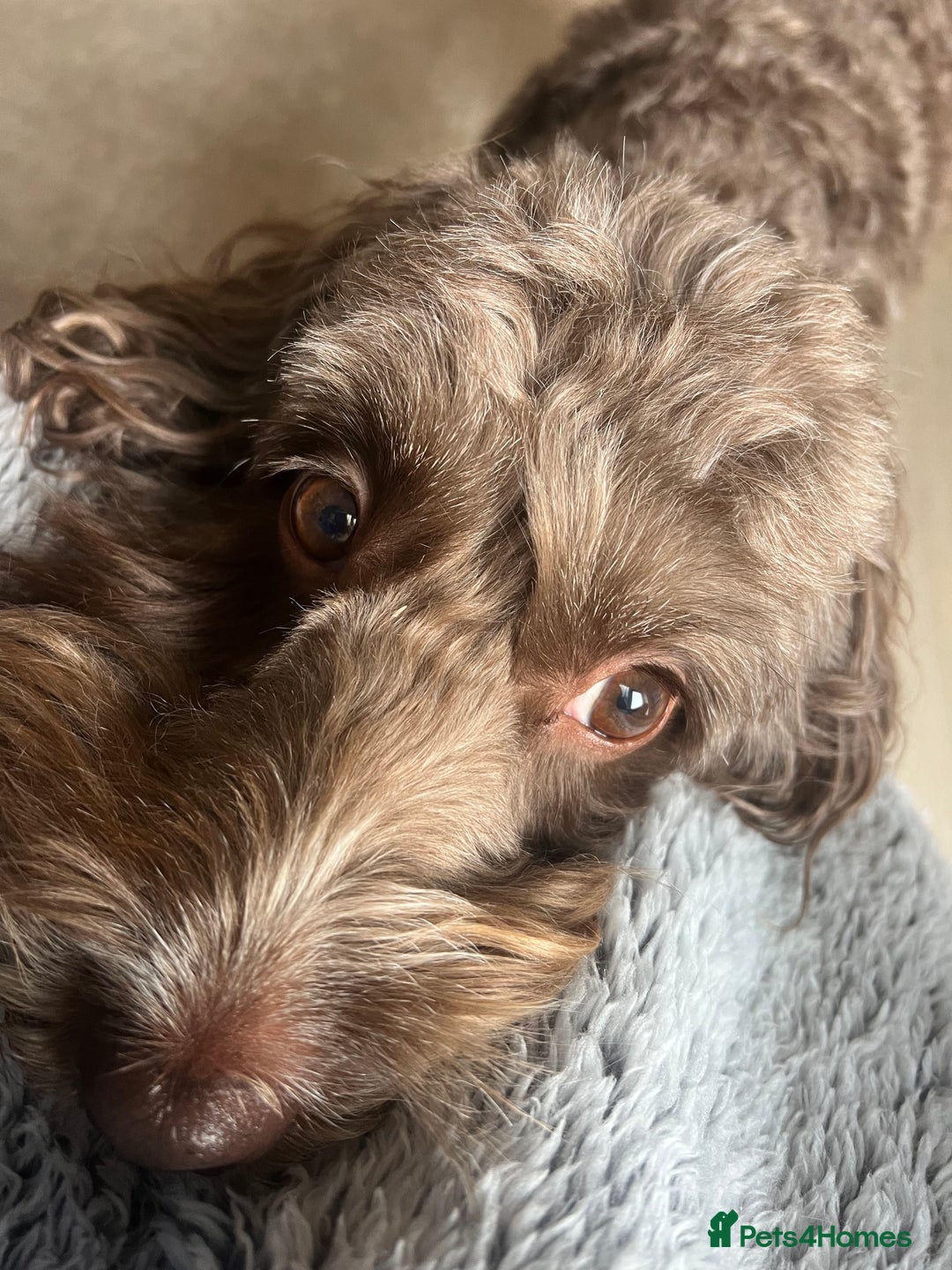Cockapoo dogs for sale: 7 year old male cockapoo needs a new home  - Image 4