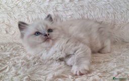 Ragdoll cats for sale: 💞BEAUTIFUL FULL PEDIGREE TICA RAGDOLL KITTENS 💞 - Image 17