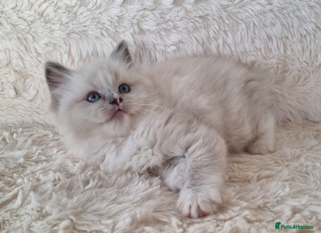 Ragdoll cats for sale: 💞BEAUTIFUL FULL PEDIGREE TICA RAGDOLL KITTENS 💞 - Image 17