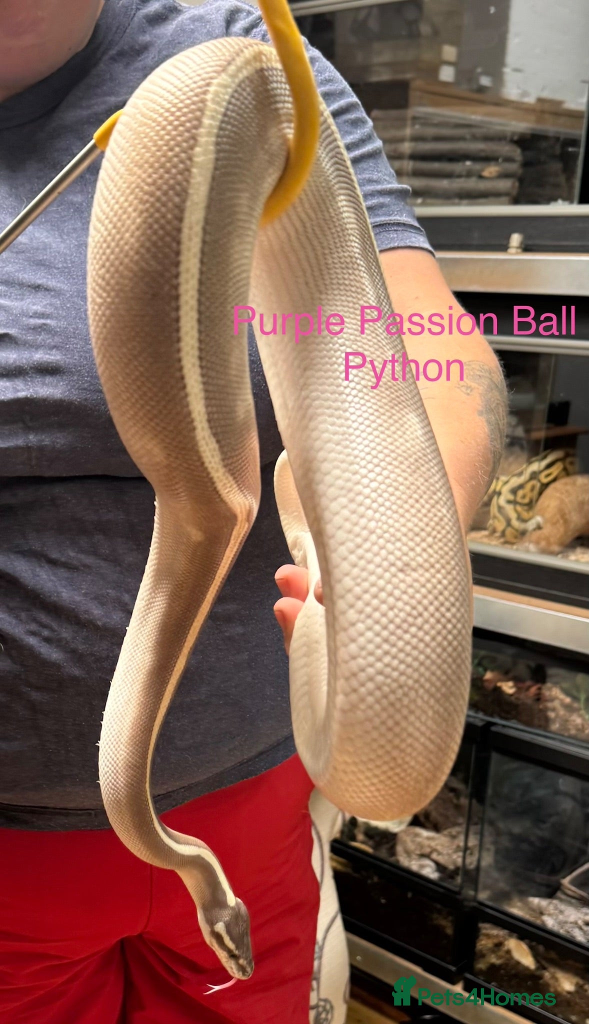Snake reptiles Mixed Snakes - Advert 2
