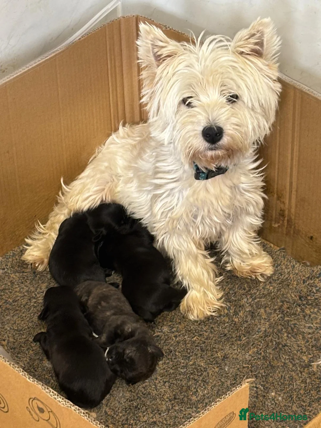 Mixed Breed dogs for sale: Westnal puppies ***5 star licenced breeder***  - Advert 1