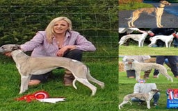 Whippet dogs for sale: Beautiful whippet whippet pups 🥰 - Image 3