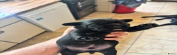 Labrador Retriever dogs for sale: Black KC Lab puppies - Advert 18
