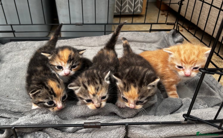 Mixed Breed cats - Advert 2