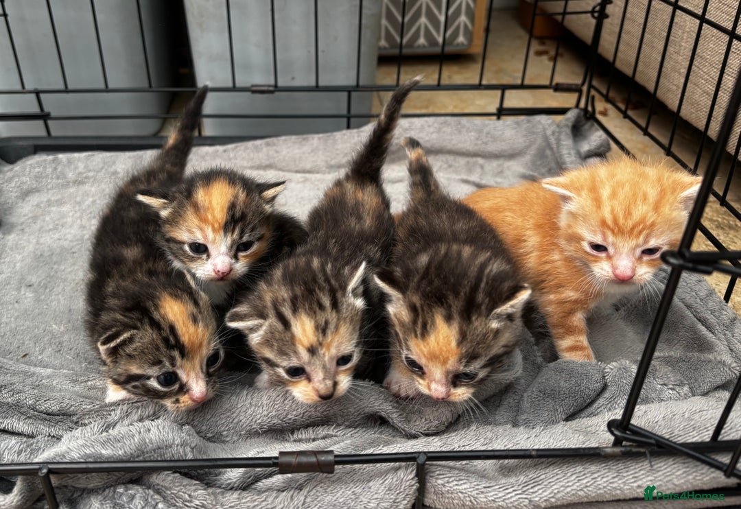 Mixed Breed cats for sale: 5 Beautiful kittens for sale  - Image 1