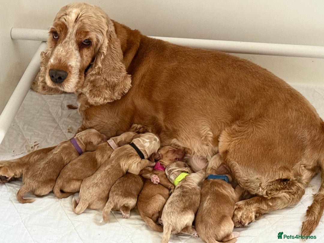 Cockapoo dogs for sale: F1 Cockapoo Puppies 5⭐️⭐️⭐️⭐️⭐️ Breeder - Image 2