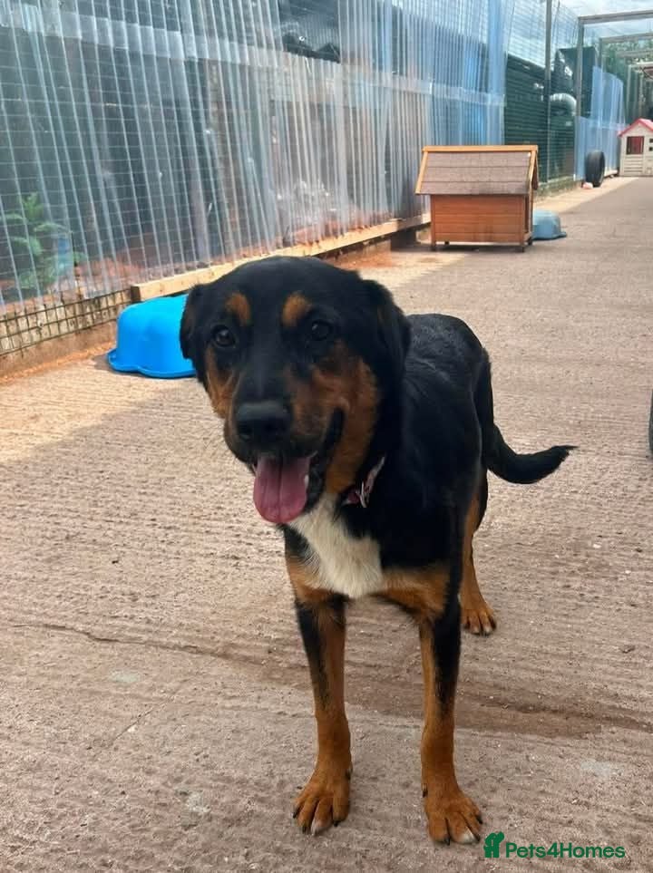 Mixed Breed dogs Meet Frenchie, currently residing in Cheshire  - Advert 1