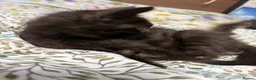 Maine Coon cats for sale: Gorgeous XL Russian Maine Coon X GCCF BSH kittens - Advert 5