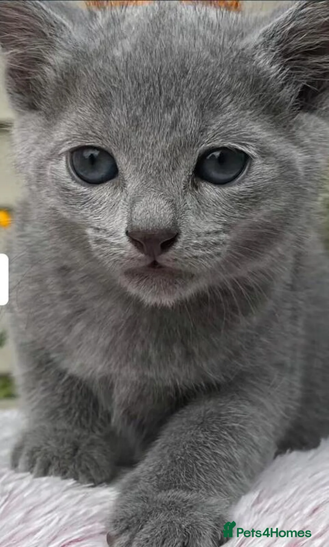 Russian Blue cats for sale: Russian Blue Kittens in Selkirk - Advert 3
