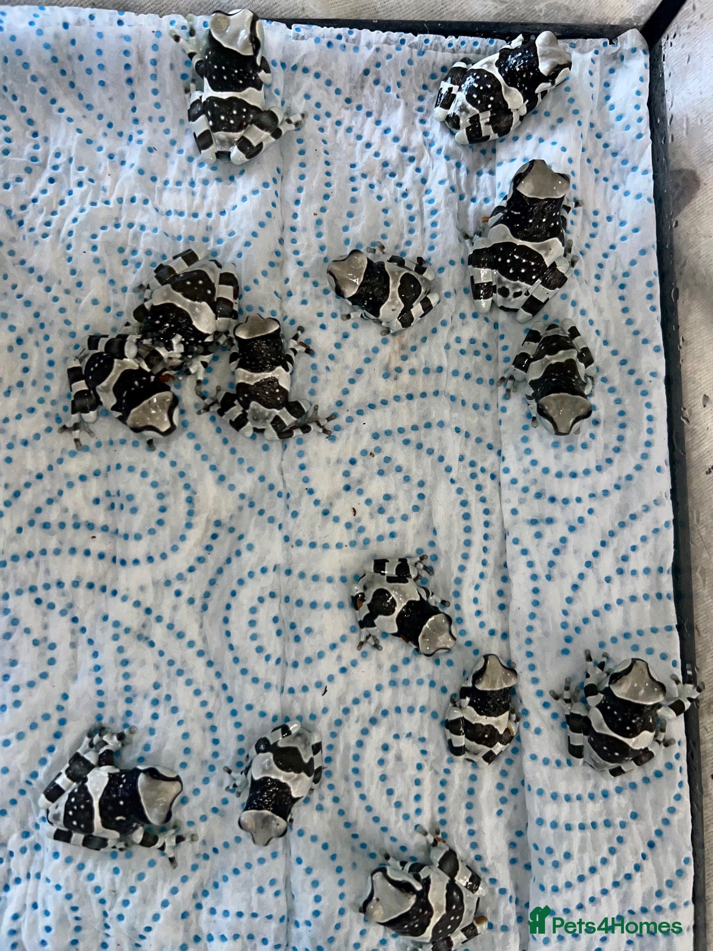 Frog reptiles “Special offer” Various dart frogs and tree frogs  - Advert 2