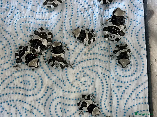 Frog reptiles for sale: “Special offer” Various dart frogs and tree frogs - Advert 1