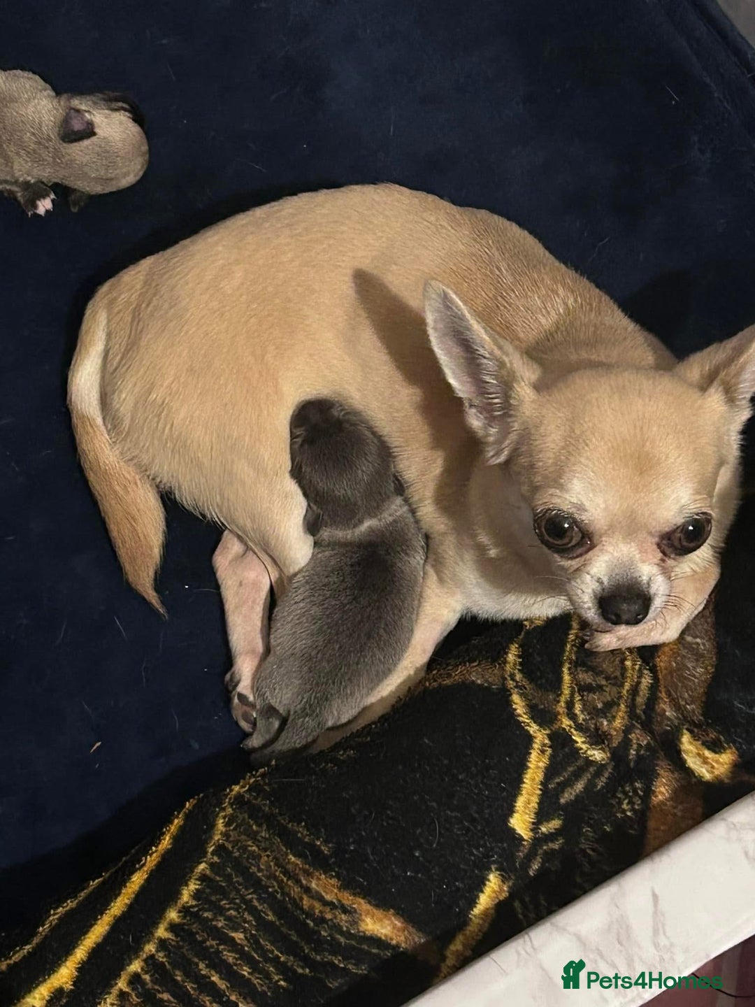 Chihuahua dogs for sale: Smiley Blue boy for pet home  - Image 5