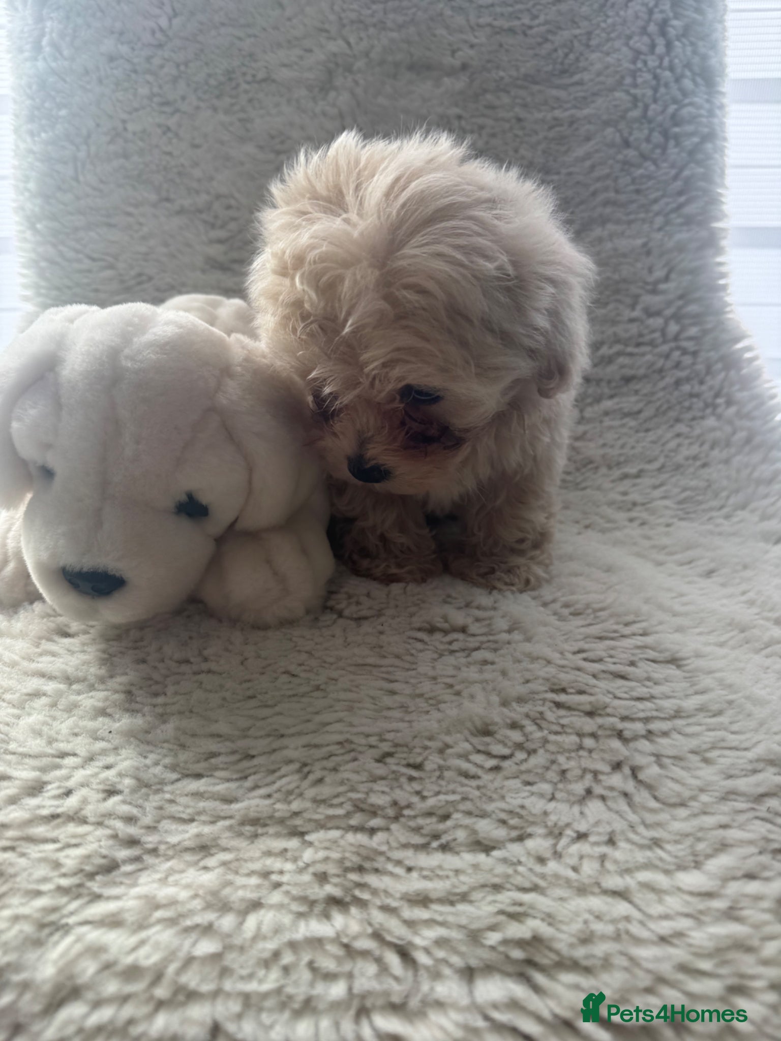 Maltipoo dogs Beautiful small Maltipoos (Asian poodle) f1 💙💙 - Advert 1