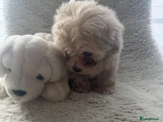 Maltipoo dogs Beautiful small Maltipoos (Asian poodle) f1 💙💙 - Advert 1