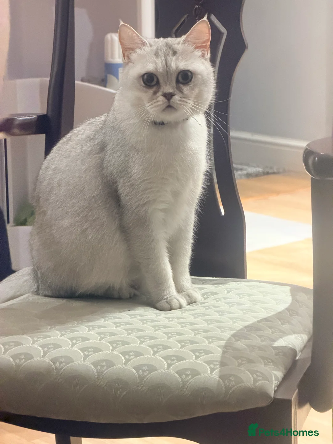 Scottish Fold cats for sale: Scottish fold❤️❤️❤️❤️ - Advert 3