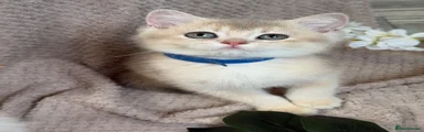 British Shorthair 2