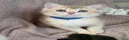 British Shorthair cats for sale: British sh blue golden kittens GCCF  - Advert 21
