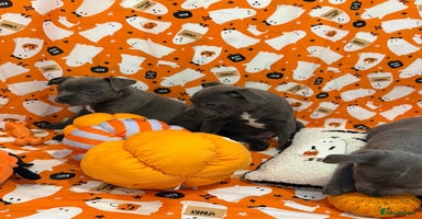 Staffordshire Bull Terrier dogs - Advert 3