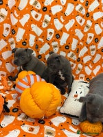 Staffordshire Bull Terrier dogs - Advert 3