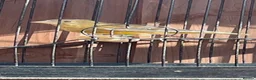 Finches birds for sale: Jaspa linnet mules in Hemel Hempstead - Advert 4
