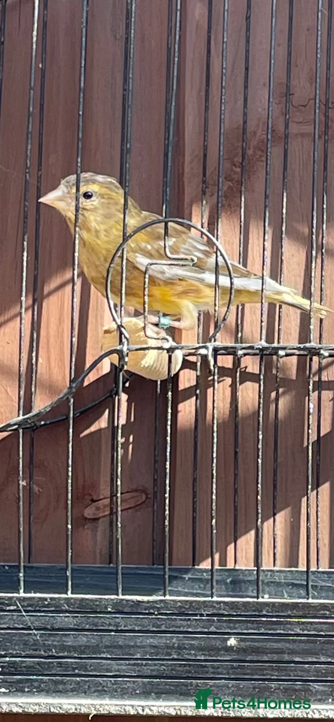 Finches birds for sale: Jaspa linnet mules in Hemel Hempstead - Advert 4