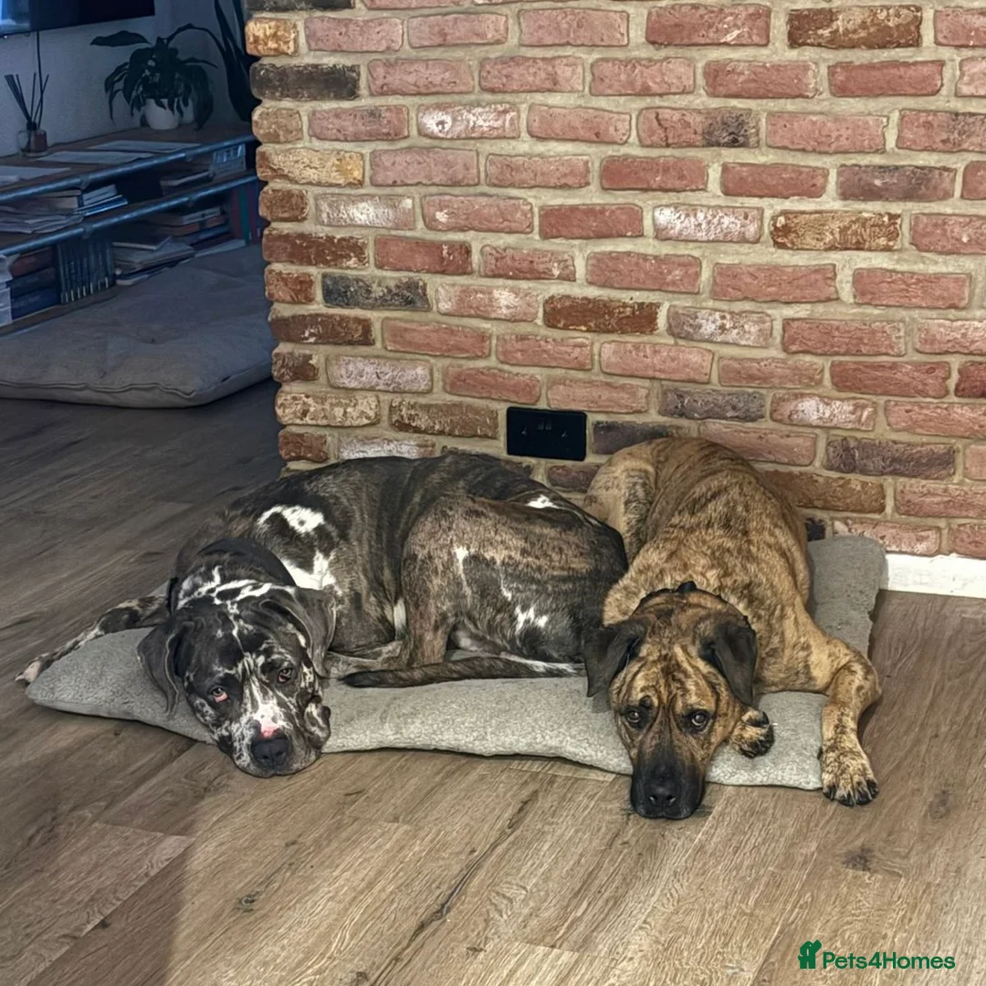 Mixed Breed dogs for adoption: Blue (Cane Corso mix) - Advert 19