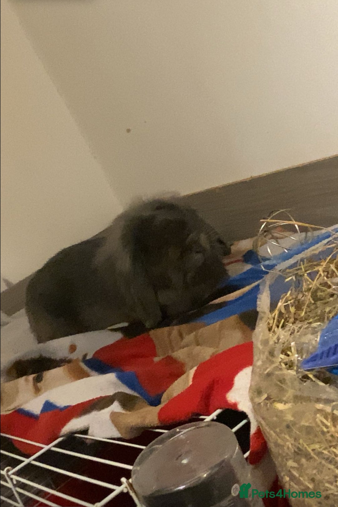 Mini Lop rabbits for sale: Rabbit PLEASE READ ALL DESCRIPTION  - Image 2